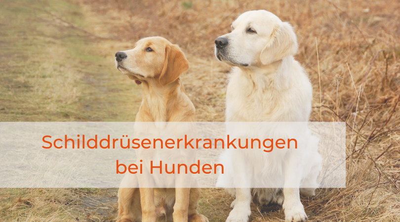 Erkrankungen der Schilddrüse beim Hund barfgutakademie.de