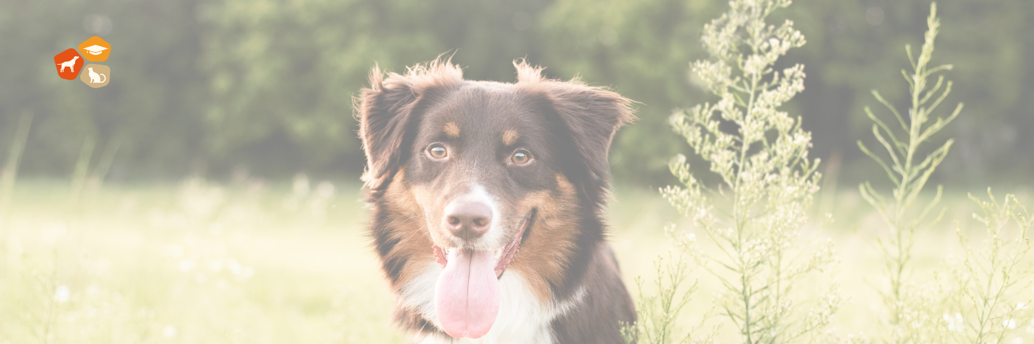 Webinar Allergien in der TEB-Praxis Hundeernährungsberater