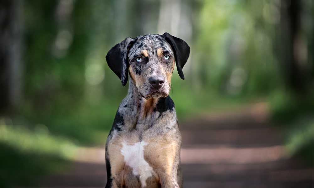 barf-gut-akademie_1000x600_0005_AdobeStock_282433345-min Ausbildung zum Ernährungsberater:in Hund & Katze