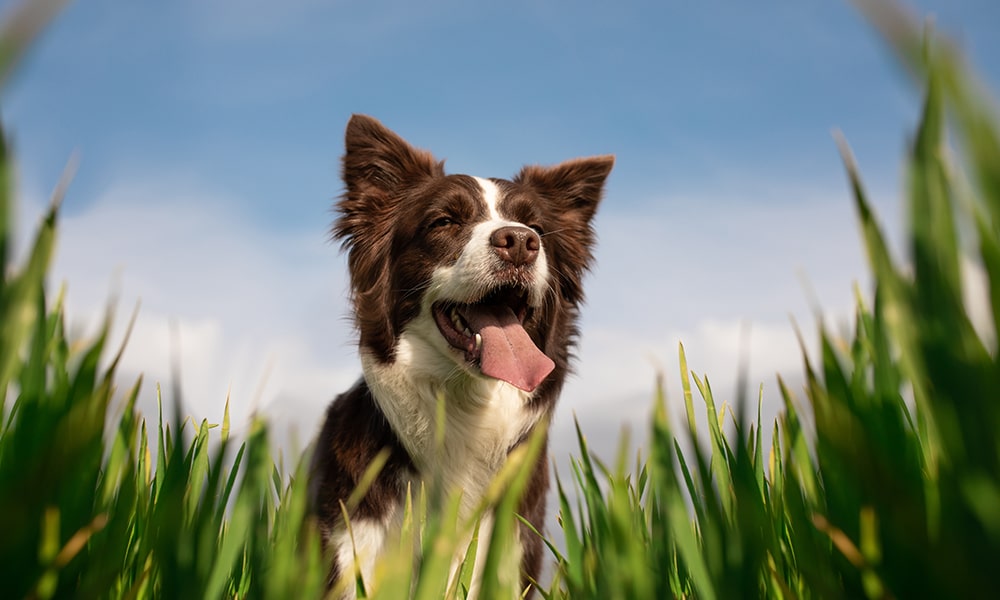 barf-gut-akademie_1000x600_0007_AdobeStock_334276598-min Ernährungsberatung Hund & Katze