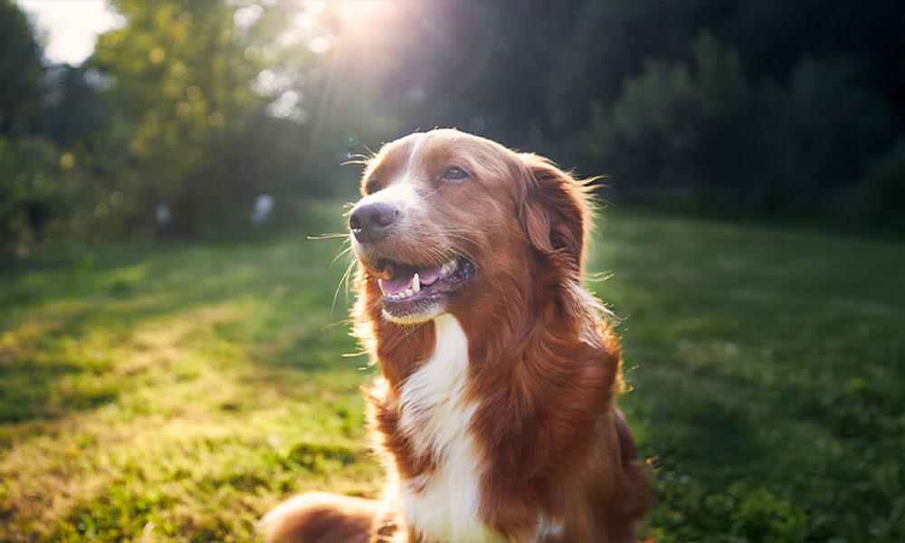Ernährungsberatung Hund & Ernährungsberatung Katze