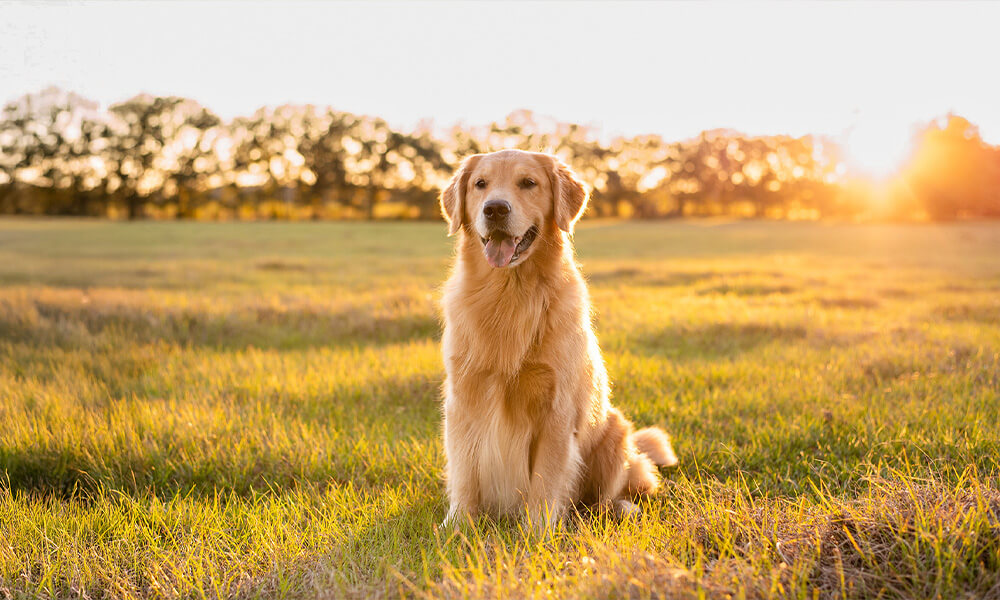 Ausbildung zum Ernährungsberater:in Hund & Katze