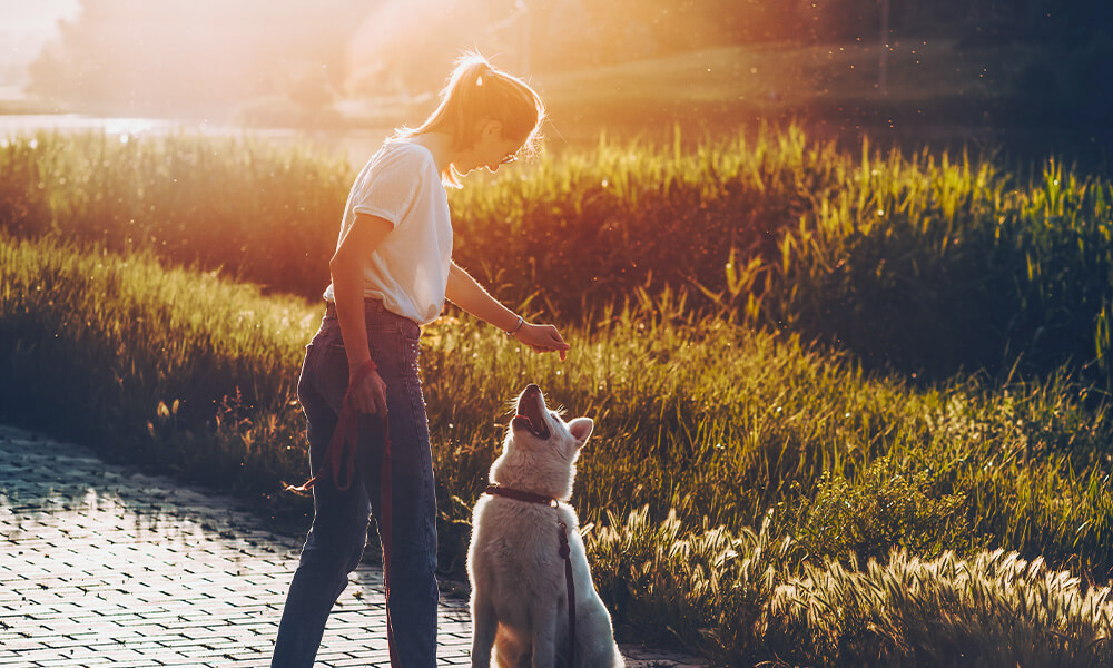 Ernährungsberatung Hund & Katze