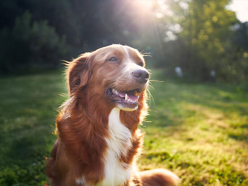 barf-gut-akademie_ernährungsberatung-hund-katze_01 Ausbildung zum Ernährungsberater:in Hund & Katze