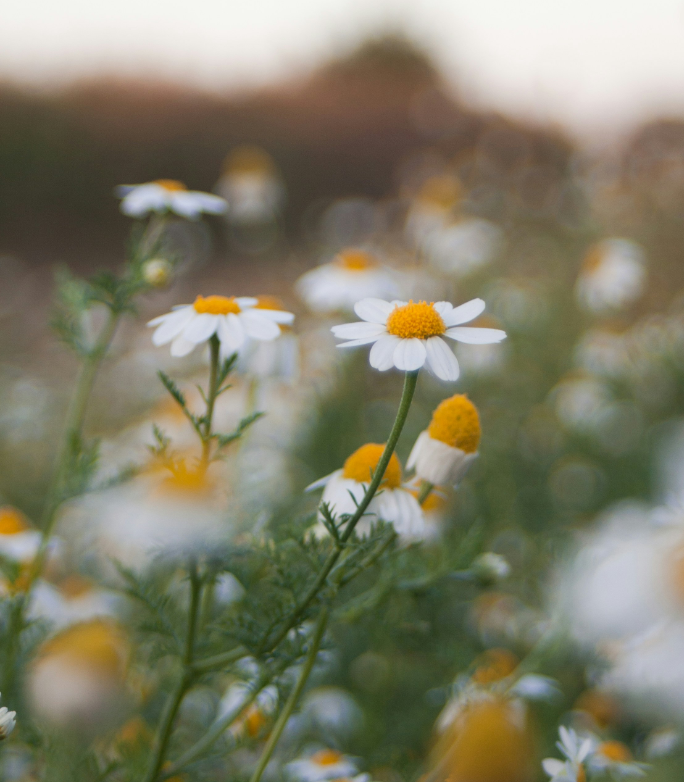 Ausbildung zum Ernährungsberater:in Hund & Katze