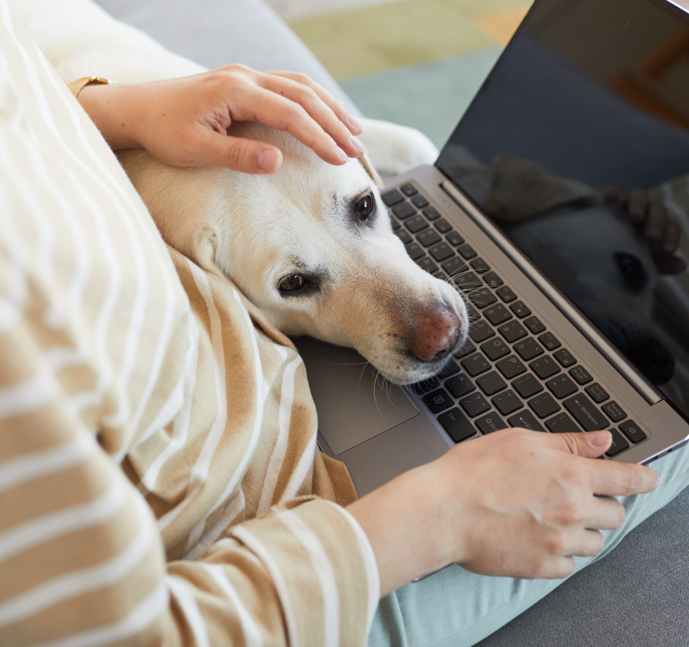 Ausbildung zum Ernährungsberater:in Hund & Katze